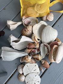 Cayo costa Shelling trip