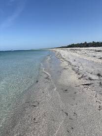 Cayo costa Shelling trip