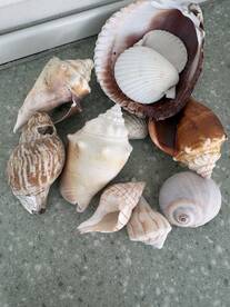 Cayo costa Shelling trip