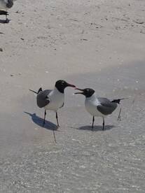 Two seagulls interact along the shoreline, showcasing the beauty of wildlife in coastal environments.