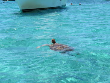A beautiful sea turtle swims gracefully in crystal-clear waters, with people enjoying the aquatic scenery nearby — a perfect wildlife encounter in a tropical paradise.