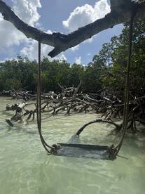 An unclear image of a swing hanging from a tree branch over shallow water, surrounded by mangroves. The scene captures a serene natural setting, ideal for relaxation.