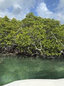 A serene view of lush mangroves reflecting in clear waters, showcasing the natural beauty of the coastal ecosystem.