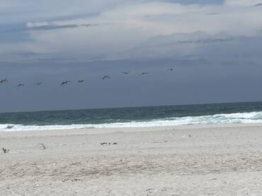 A stunning capture of birds flying over the ocean, showcasing the beauty of wildlife in a coastal setting.