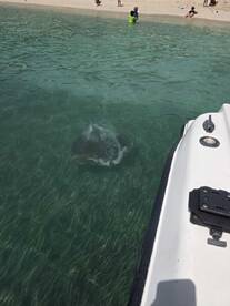 A close encounter with a stingray in shallow waters, while beachgoers enjoy the sun and surf nearby — a memorable wildlife experience.