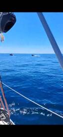 A stunning view of whales swimming in the open ocean, showcasing the beauty of marine wildlife in their natural habitat.