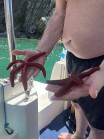 A person holds two vibrant red starfish aboard a boat, showcasing a unique marine encounter in a picturesque setting.