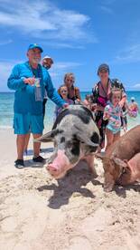 A joyful group interacts with swimming pigs on the beach, creating unforgettable memories during their tropical adventure.