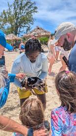 A group of people, including children, gather around to interact with a pig on the beach, showcasing a unique wildlife experience in a tropical setting.