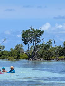 A family enjoys a relaxing day in shallow waters near mangroves, perfect for exploring nature and creating lasting memories.