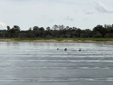 Dolphins Galore