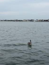 A pelican gracefully swims in calm waters, showcasing the beauty of coastal wildlife against a backdrop of waterfront homes.