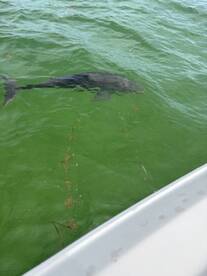 we saw baby dolphins!!