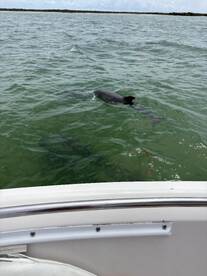 we saw baby dolphins!!