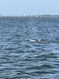 Dolphins and relaxing trip