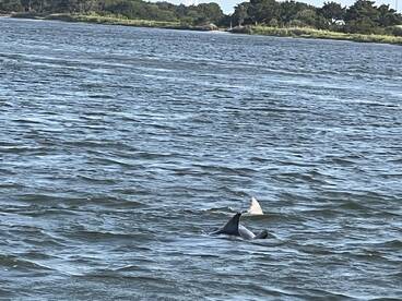 Dolphins and relaxing trip