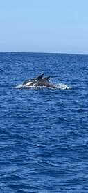A pair of dolphins gracefully swimming in the open ocean, showcasing the beauty of marine wildlife in their natural habitat.