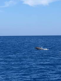 A dolphin leaps gracefully from the deep blue ocean, showcasing the beauty of marine wildlife in its natural habitat.