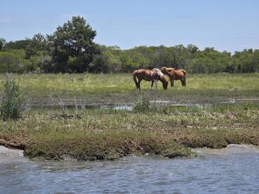Two wild horses graze peacefully in a lush green landscape, showcasing the natural beauty of the area. A serene wildlife encounter perfect for nature lovers.