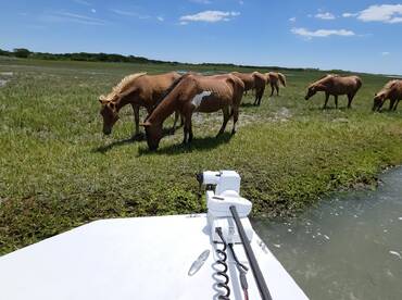 A group of wild horses grazes in a lush green field, showcasing the natural beauty of the landscape and wildlife interaction.