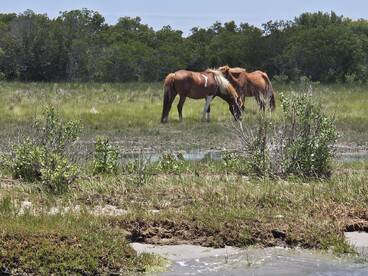 Two wild horses graze peacefully in a lush green landscape, showcasing the beauty of nature and wildlife in their natural habitat.