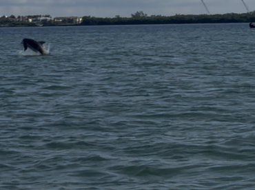 A dolphin leaps out of the water, showcasing its playful nature in a beautiful marine setting — a captivating moment for wildlife enthusiasts.