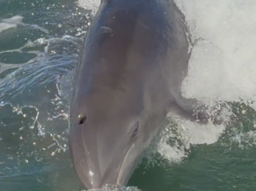 A stunning close-up of a dolphin swimming through the waves, showcasing the beauty of marine wildlife in its natural habitat.