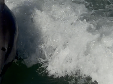 A close-up shot of a dolphin swimming through the waves, showcasing the beauty of marine wildlife in its natural habitat.