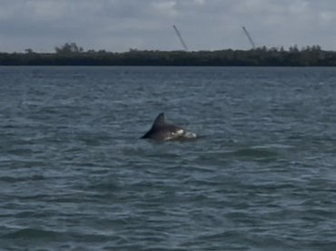 A dolphin gracefully swims through the water, showcasing the beauty of marine wildlife in its natural habitat.