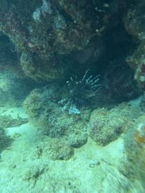 Great Cayman Tour Captain! 