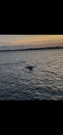 A serene moment capturing a dolphin swimming in the water at sunset, showcasing the beauty of marine wildlife.