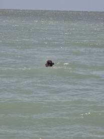 A person enjoys a refreshing swim in the ocean, capturing the essence of a perfect day on the water.