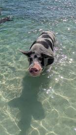 Turtles, Pigs, Snorkeling, Oh My
