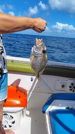 A successful fishing trip captured as a person holds up a freshly caught fish aboard a boat, showcasing the excitement of ocean fishing adventures.
