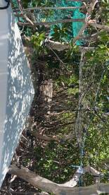 The image shows a partially obscured view of mangroves and a boat, but the details are unclear and difficult to interpret.