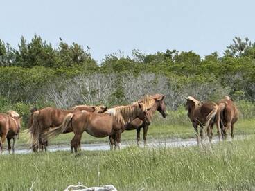 A group of wild horses stands gracefully in a lush green landscape, showcasing the beauty of nature and wildlife.