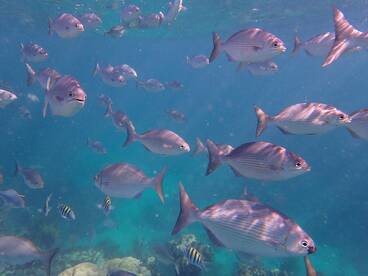 A vibrant underwater scene showcasing a school of fish swimming gracefully in clear waters, perfect for marine life enthusiasts and snorkeling adventures.
