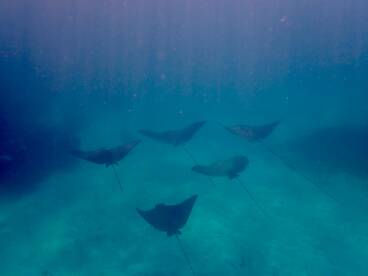 A mesmerizing underwater scene featuring a group of stingrays gliding gracefully through the clear blue waters, showcasing the beauty of marine wildlife.