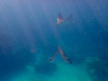 Two majestic stingrays glide gracefully through the clear blue waters, showcasing the beauty of underwater wildlife in a serene marine environment.