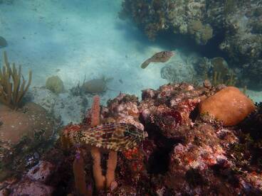 Awesome family snorkeling adventure