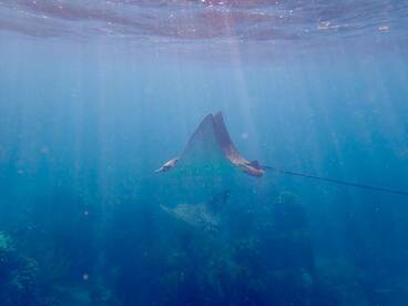 A stunning underwater shot of stingrays gliding gracefully through crystal-clear waters, showcasing the beauty of marine wildlife.