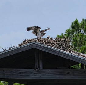 An osprey stands on its nest, showcasing its impressive wingspan while feeding its young. A captivating moment in wildlife observation.