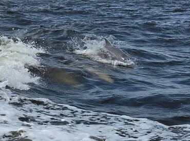 A dolphin gracefully swims through the waves, showcasing the beauty of marine wildlife in its natural habitat.