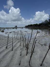 A low-angle view of sandy terrain with mangrove roots and a cloudy sky, capturing the natural beauty of the coastal environment.