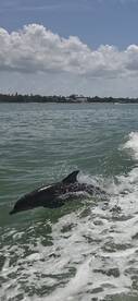 A playful dolphin leaps from the water, showcasing its agility in a vibrant marine setting — a captivating moment for wildlife enthusiasts.