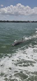 A dolphin gracefully swims through the water, showcasing the beauty of marine wildlife in its natural habitat.