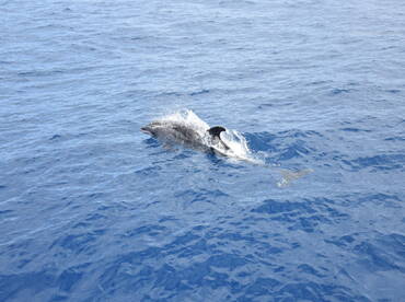 A playful dolphin swims gracefully through the deep blue ocean, showcasing the beauty of marine wildlife in its natural habitat.