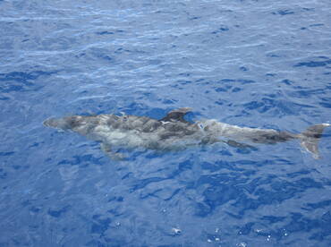 A dolphin gracefully swims through the clear blue waters, showcasing the beauty of marine wildlife encounters.