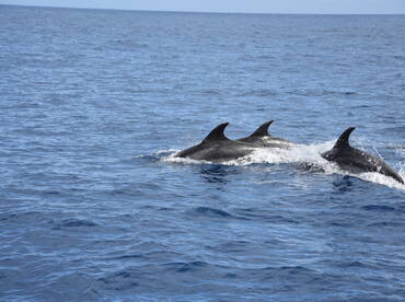 A captivating view of dolphins swimming gracefully through the clear blue waters, showcasing the beauty of marine wildlife.