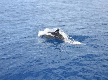 A dolphin gracefully swims through the vibrant blue waters, showcasing the beauty of marine wildlife in its natural habitat.